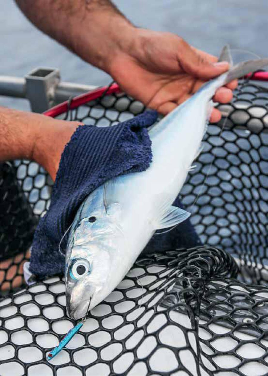 Treats for kingfish ~ Boating NZ